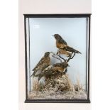 Taxidermy Three Brambling Birds mounted within a glazed case in a naturalistic setting, 25cms wide x