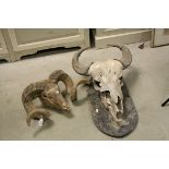Ram Skulls with Twisted Horns together with a Buffalo Skull with Horns mounted on a Wooden Plaque,