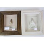 Two Framed, Glazed and Mounted Fossils including Dinosaur Tooth and a Shark Tooth