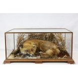 Cased taxidermy fox, measuring approx. 67cm in width