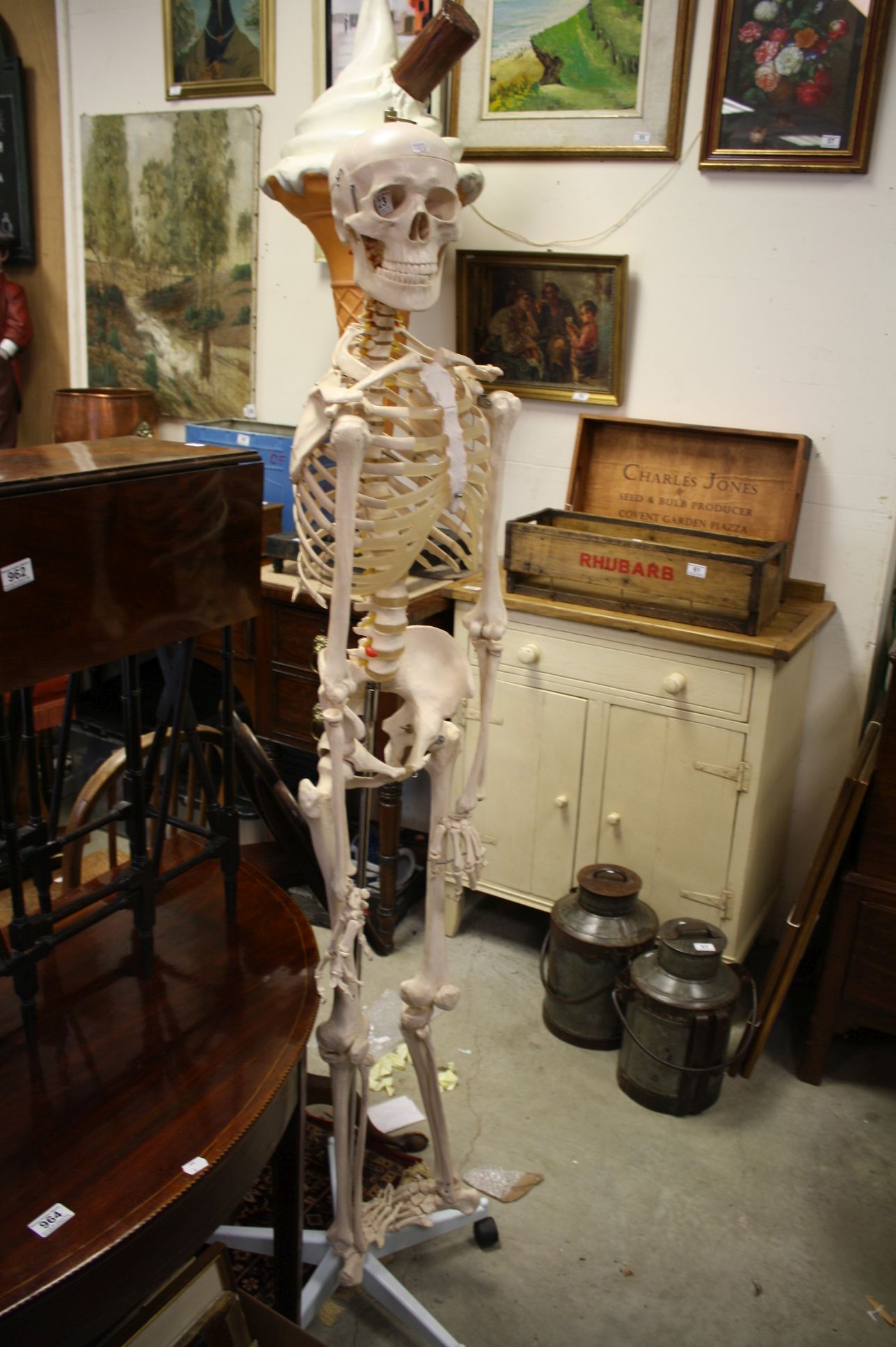 Complete Medical Skeleton on Stand
