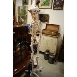 Complete Medical Skeleton on Stand