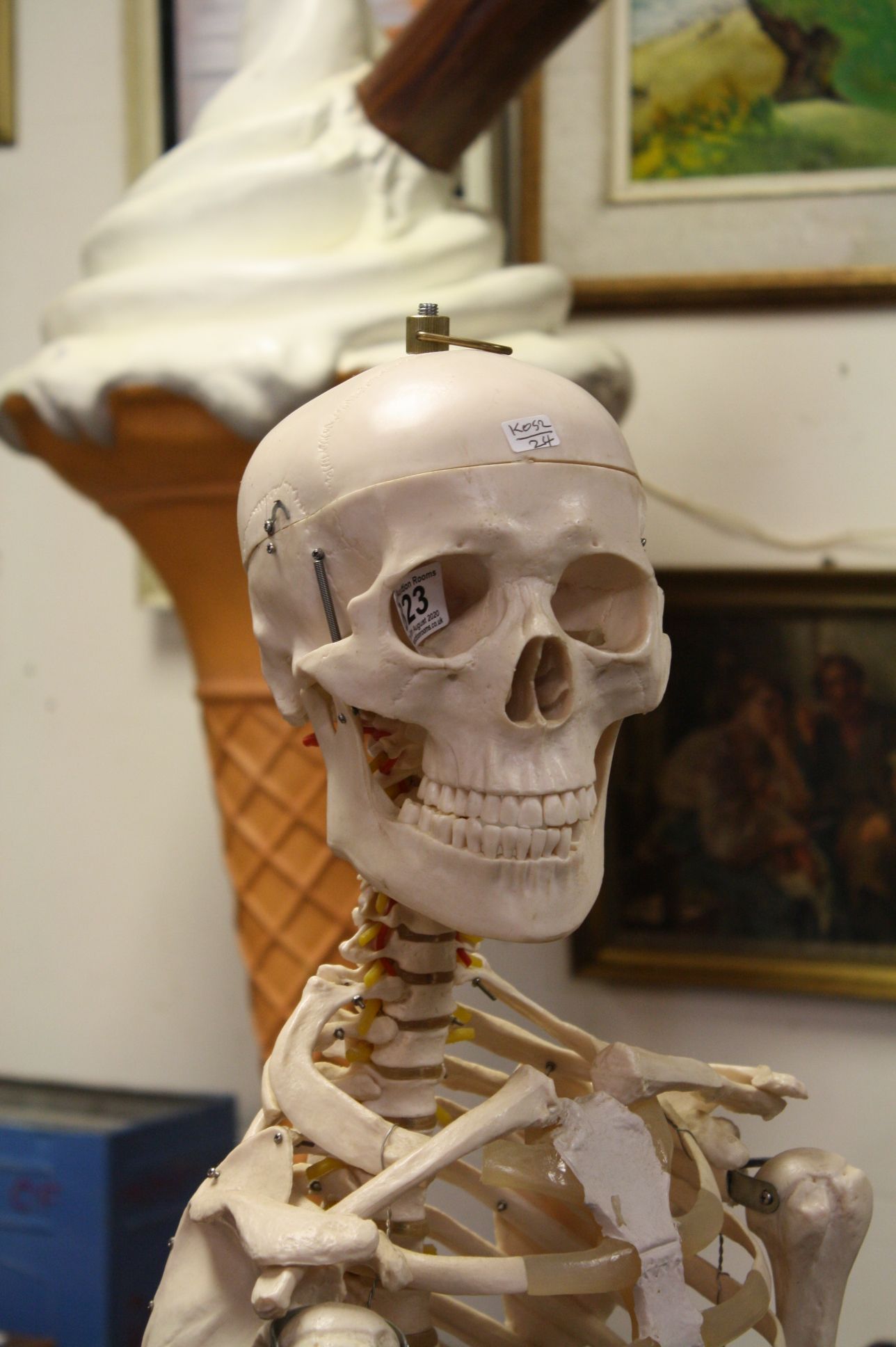 Complete Medical Skeleton on Stand - Image 3 of 4