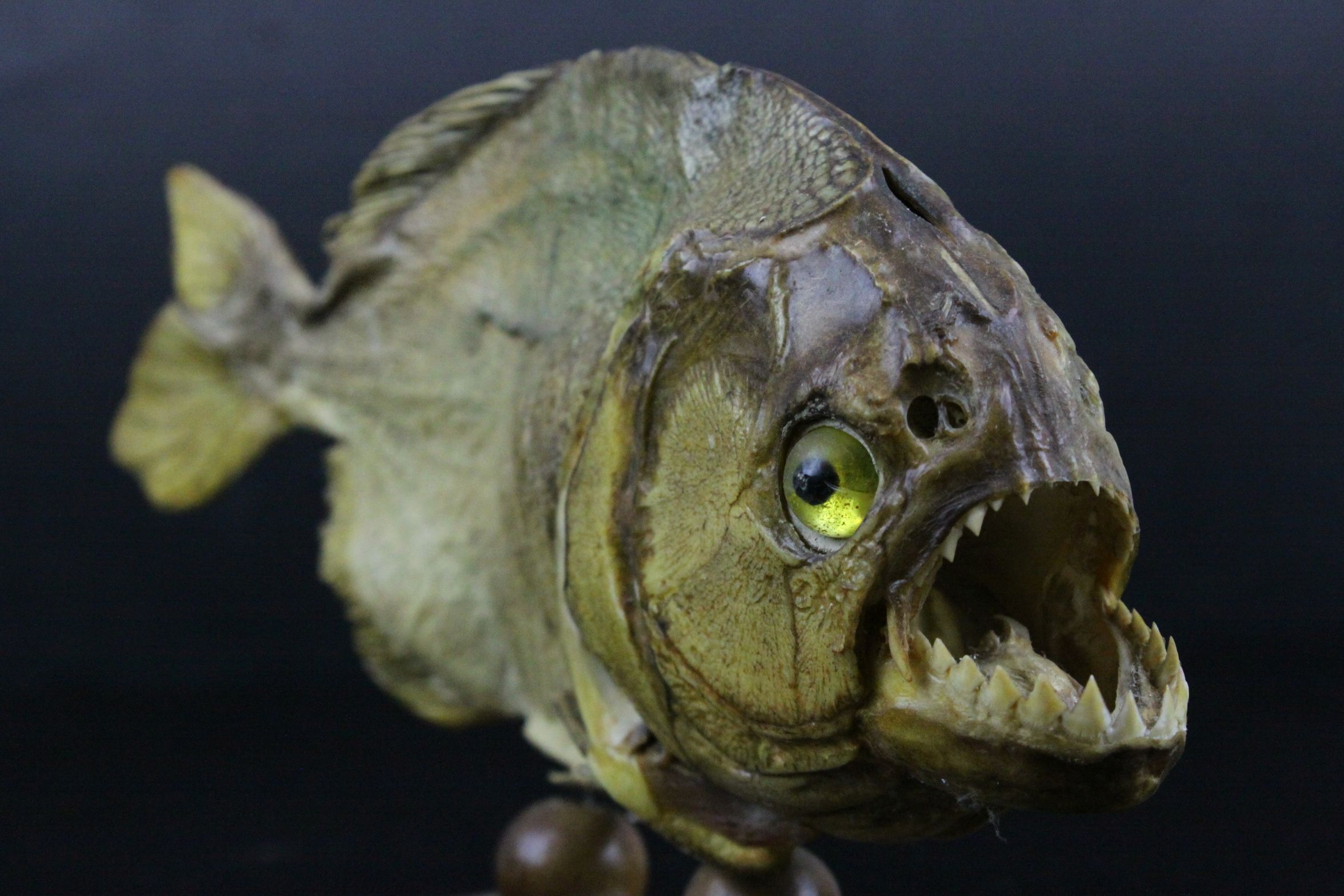 Taxidermy Piranha Fish mounted on a Wooden Stand, 28cms long - Image 3 of 6