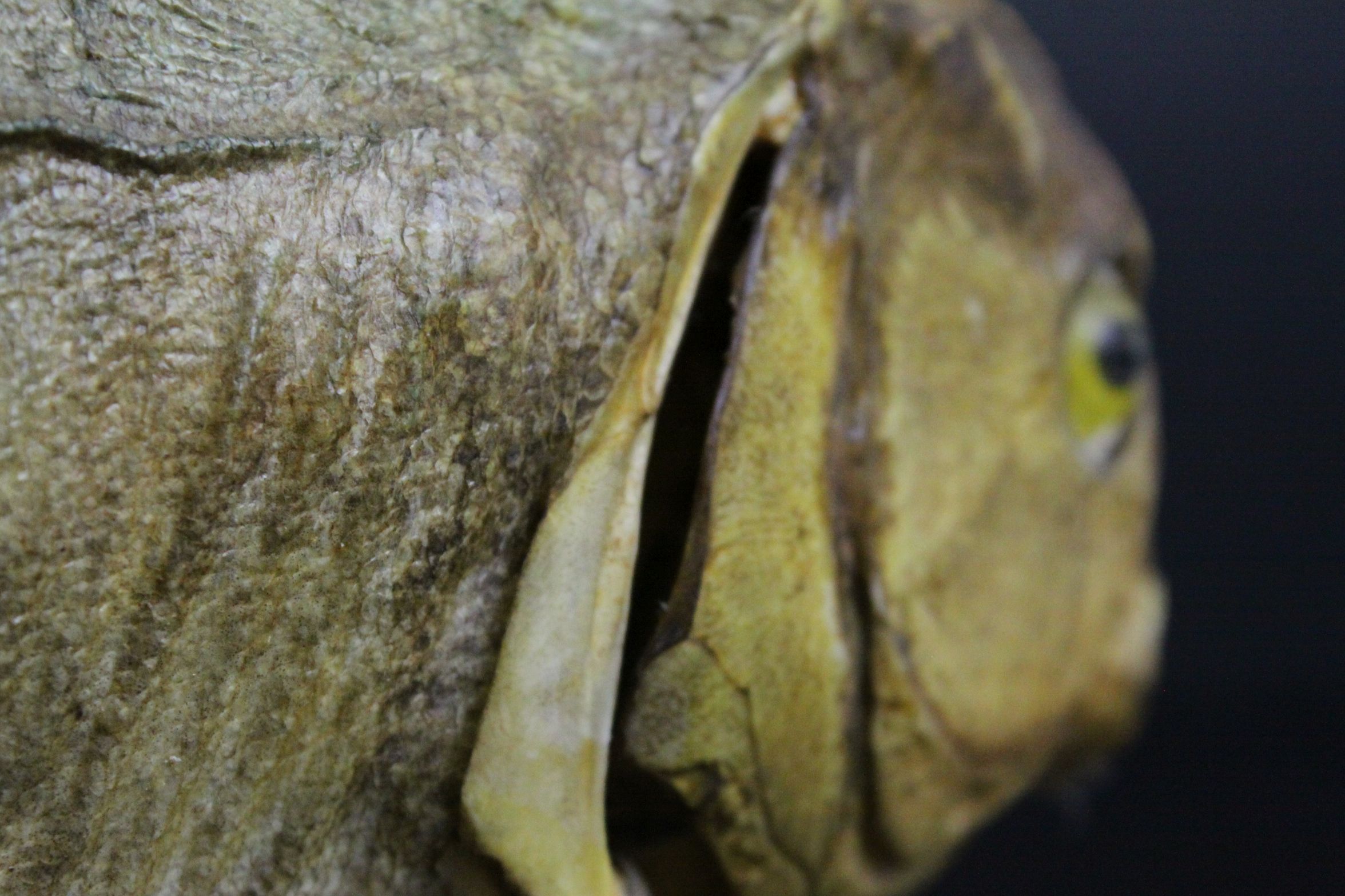 Taxidermy Piranha Fish mounted on a Wooden Stand, 28cms long - Image 5 of 6