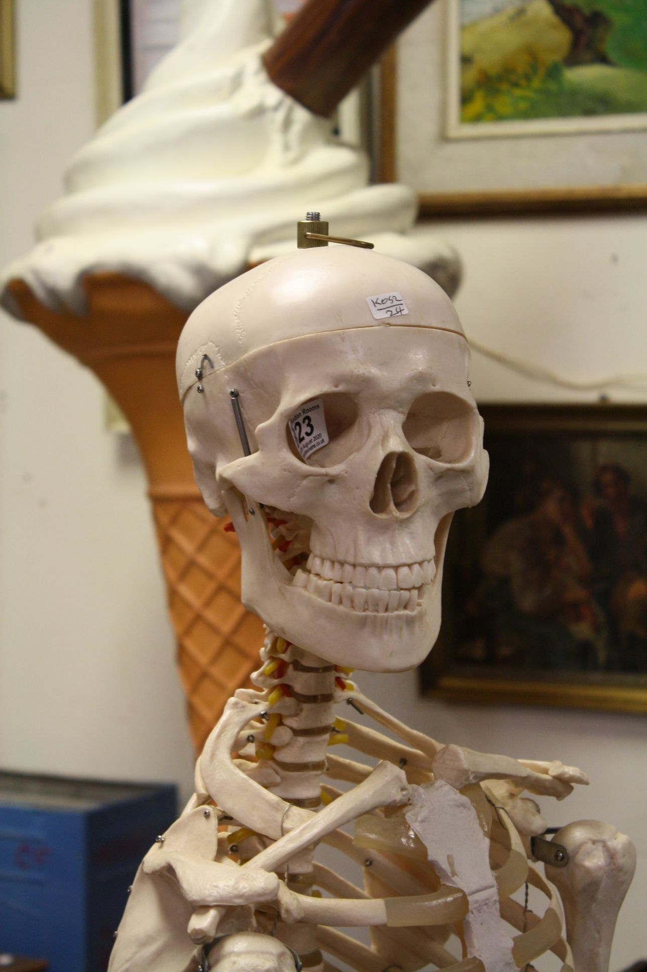 Complete Medical Skeleton on Stand - Image 4 of 4