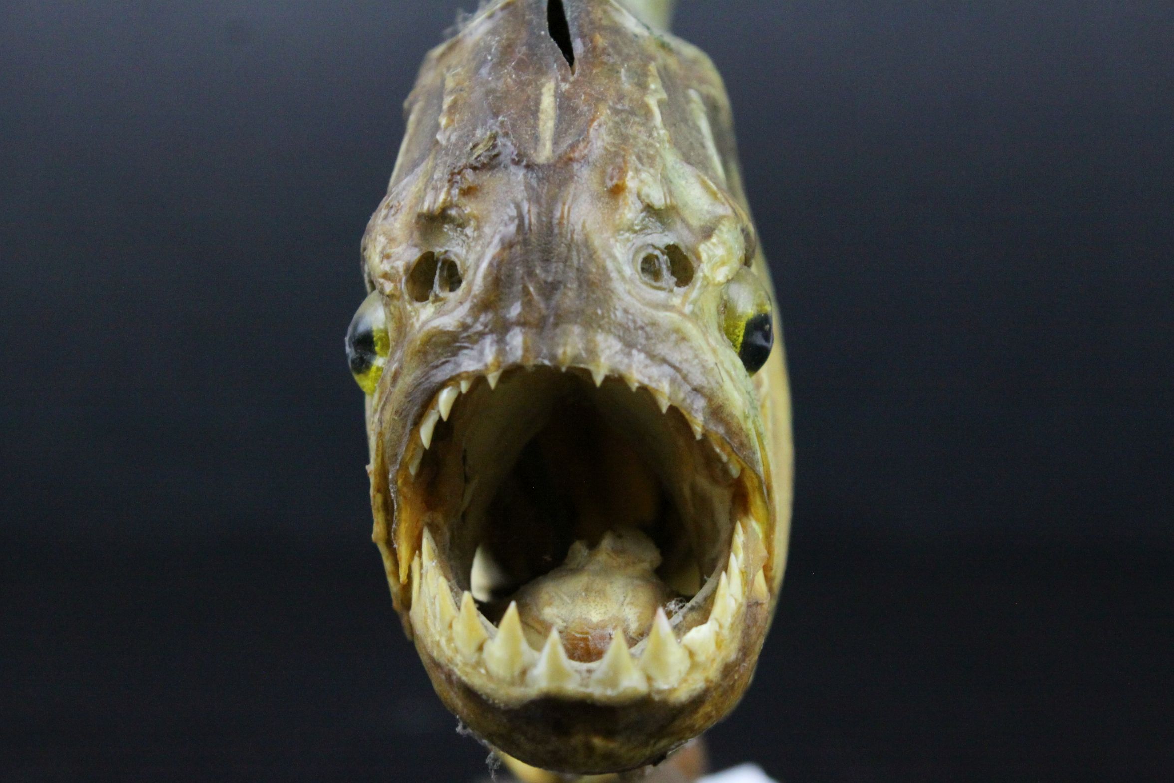 Taxidermy Piranha Fish mounted on a Wooden Stand, 28cms long - Image 2 of 6