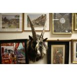 Taxidermy Large Alpine Goat Head