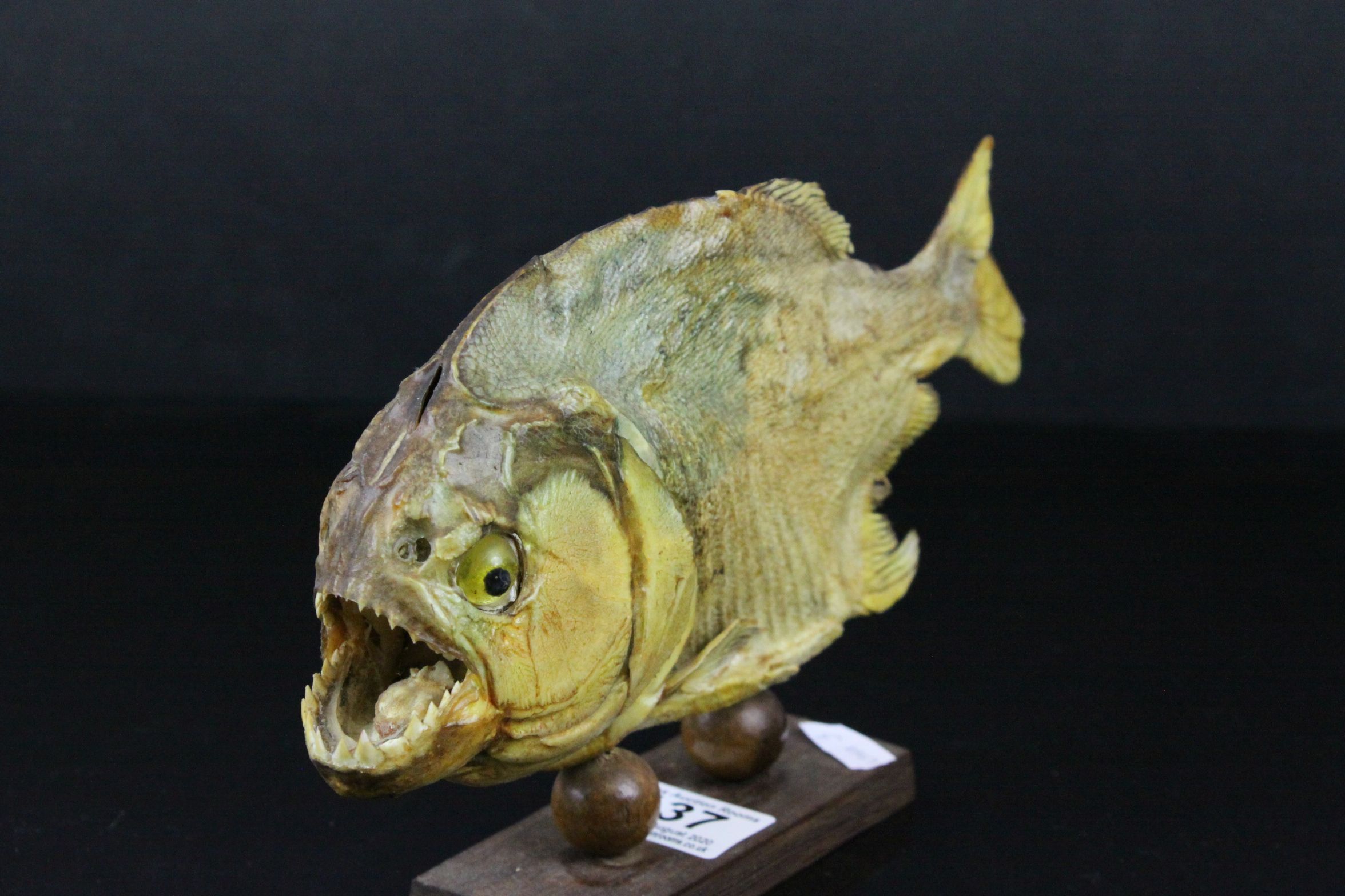 Taxidermy Piranha Fish mounted on a Wooden Stand, 28cms long - Image 6 of 6
