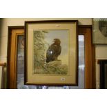 Pam Mullings, Watercolour of an Eagle, signed, 44cms x 34cms, framed and glazed