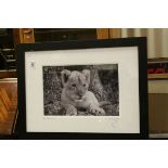 Wildlife interest; PS Clark, monochrome image of a lion cub, titled 'From Little Acorns', signed, 25