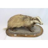 Taxidermy Badger on Wooden Base, approx. L.77cms