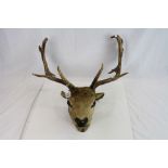 Taxidermy Stag Head with Antlers