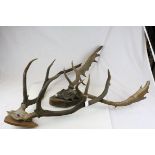 Two Sets of Stag Antlers on Cut Upper Frontlets and mounted on Shield Shaped Wooden Plaques, both
