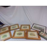 Six framed and glazed bird prints & two of horse interest (8)