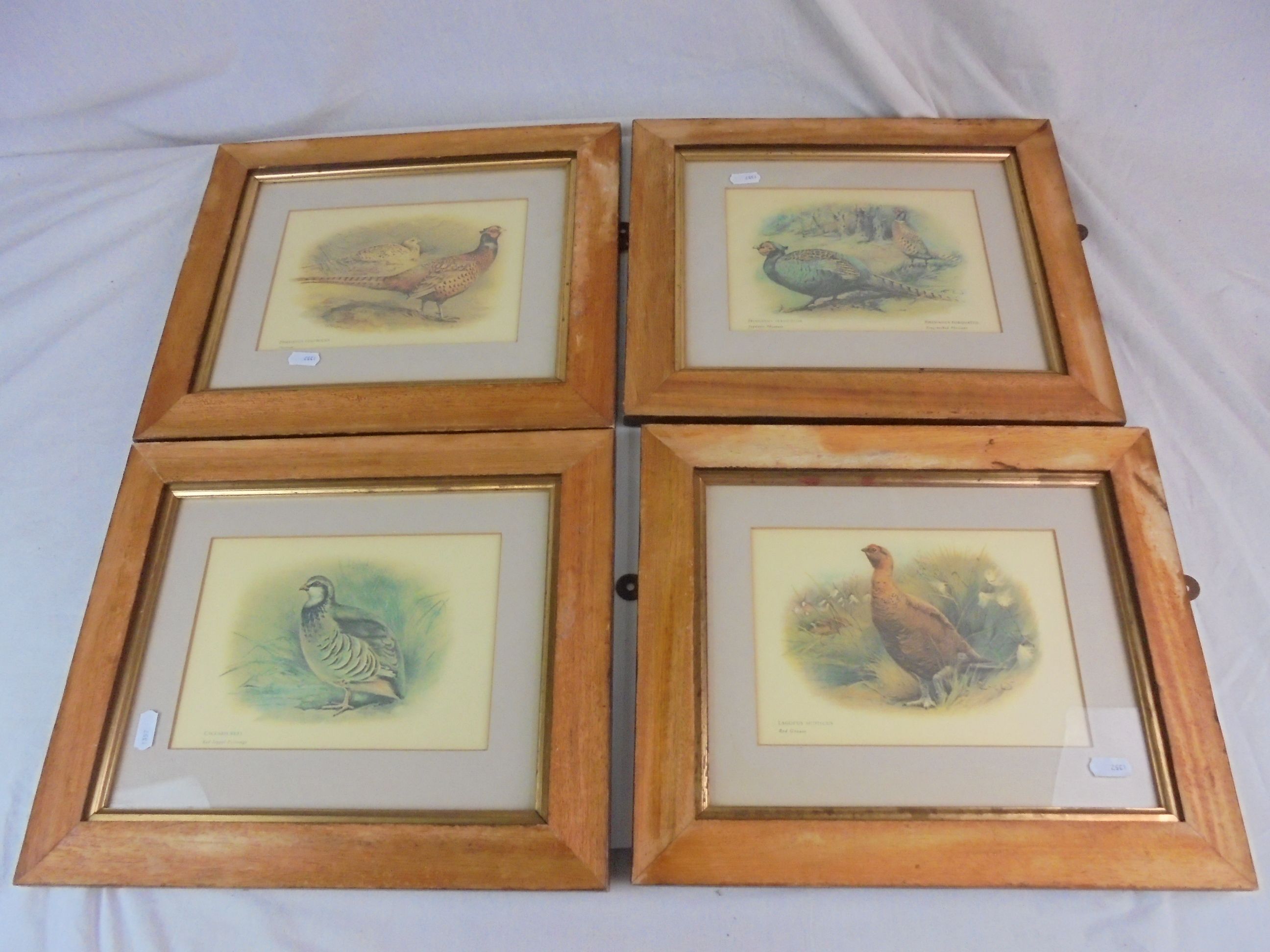 Six framed and glazed bird prints & two of horse interest (8) - Image 2 of 3