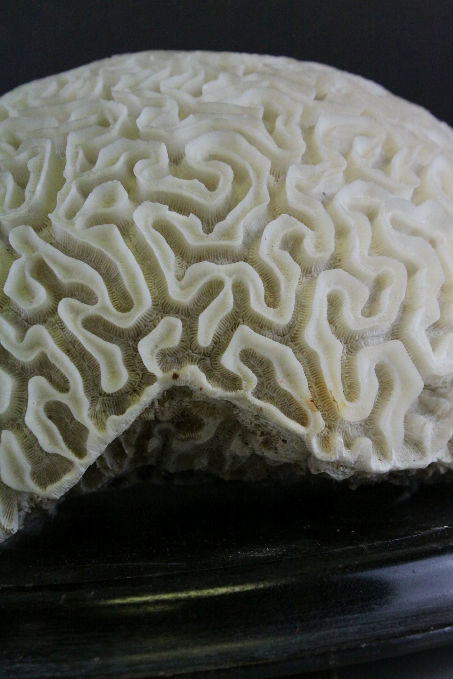 Large Brain Coral placed on a Wooden Stand, d.28cms - Image 4 of 5