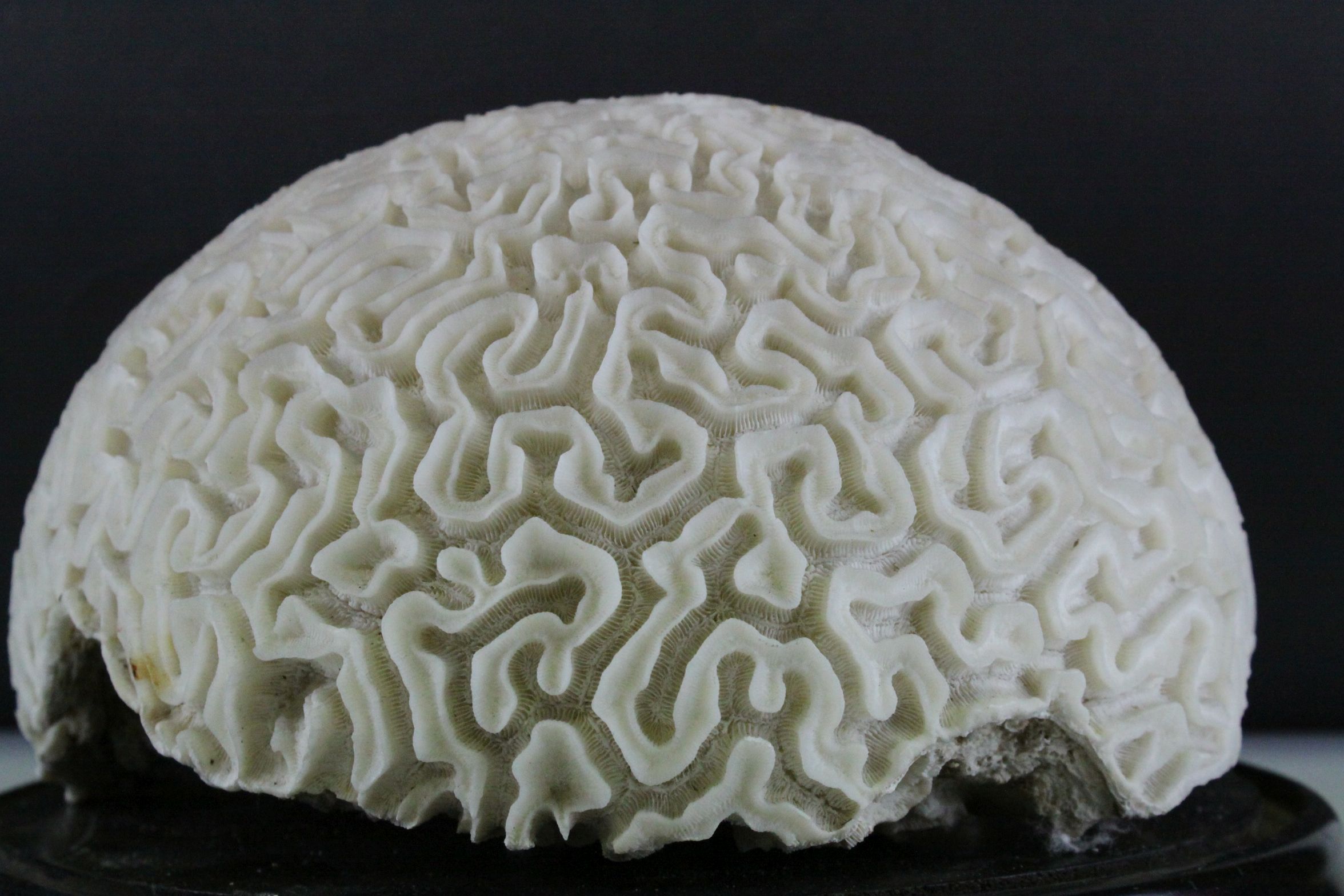 Large Brain Coral placed on a Wooden Stand, d.28cms - Image 5 of 5