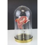 Educational Model of a Baby in the Womb contained within a Glass Dome, h.28cms