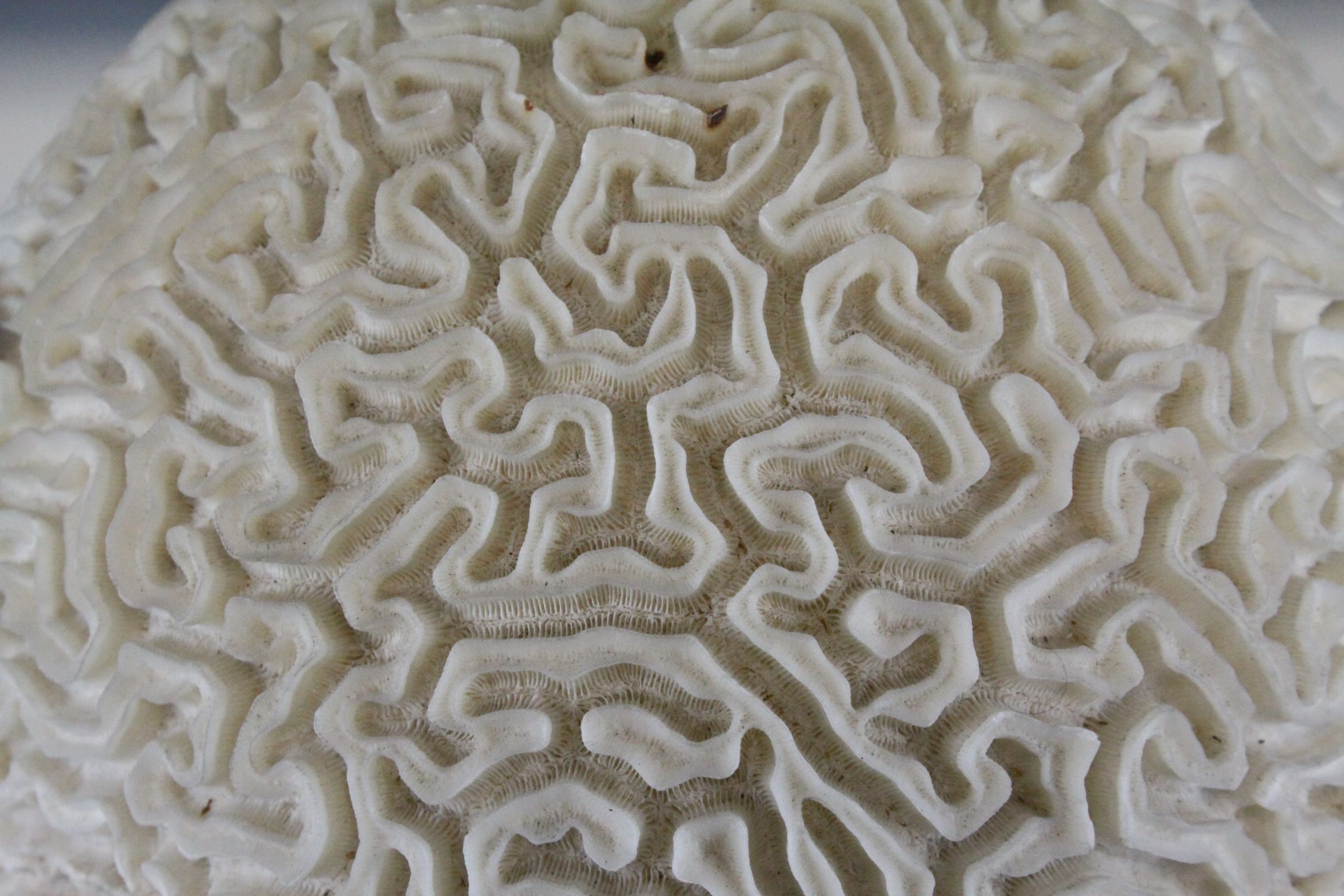 Large Brain Coral placed on a Wooden Stand, d.28cms - Image 3 of 5