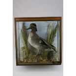 Taxidermy - Mallard Duck in a Naturalistic Setting, contained with a Hanging Glass Case, 36cms x