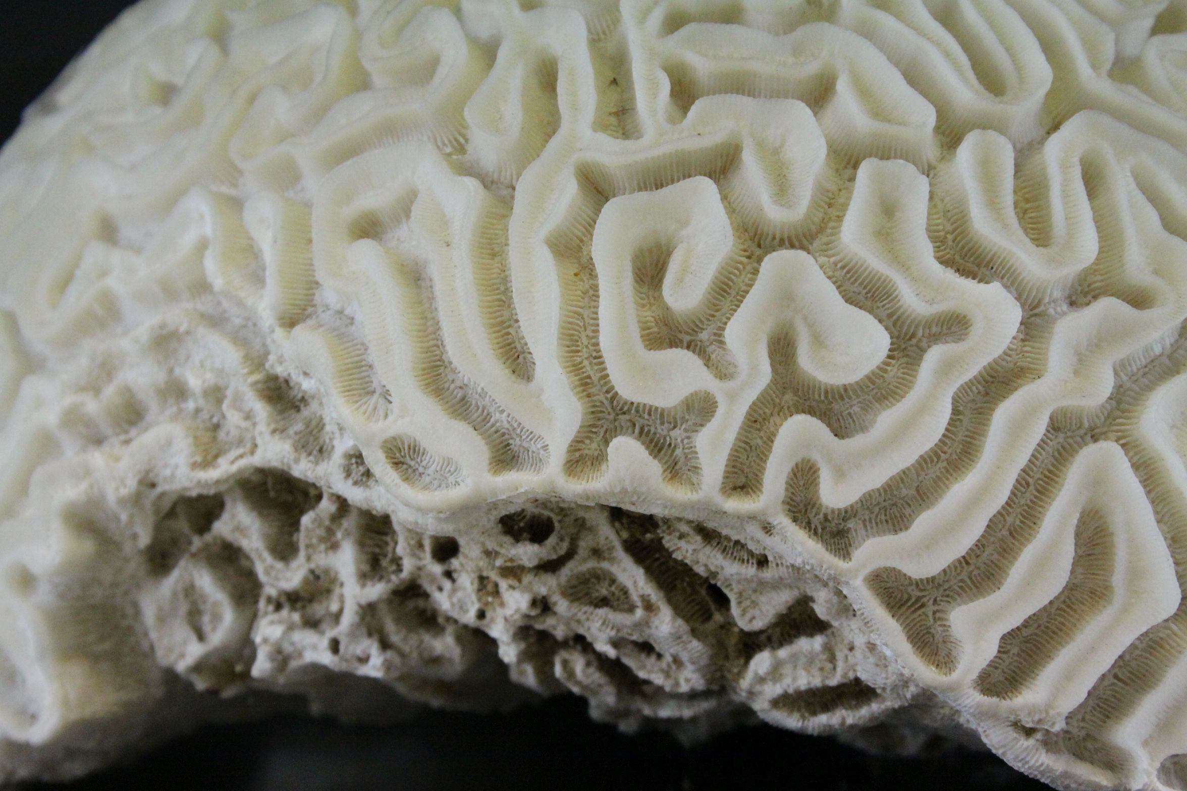 Large Brain Coral placed on a Wooden Stand, d.28cms - Image 2 of 5