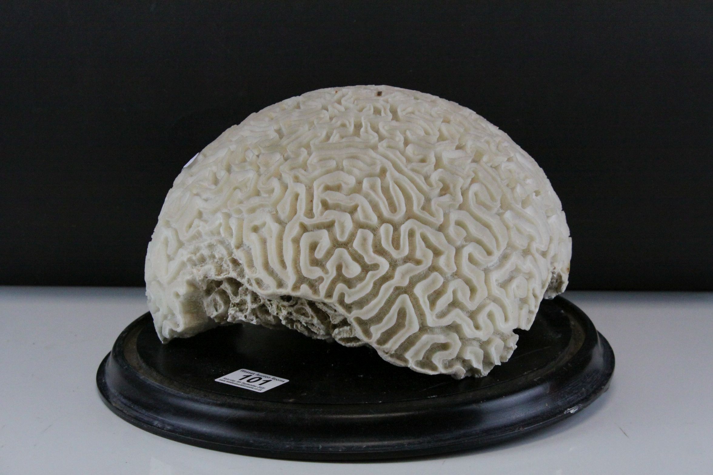 Large Brain Coral placed on a Wooden Stand, d.28cms