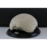 Large Brain Coral placed on a Wooden Stand, d.28cms