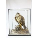 Taxidermy - Peregrine Falcon in a Naturalistic Setting contained within a display case, h.48cms w.