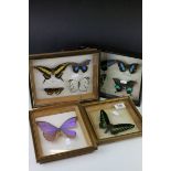 Two Cased and Mounted Sets of Four Taxidermy Butterflies together with Two Cased and Mounted