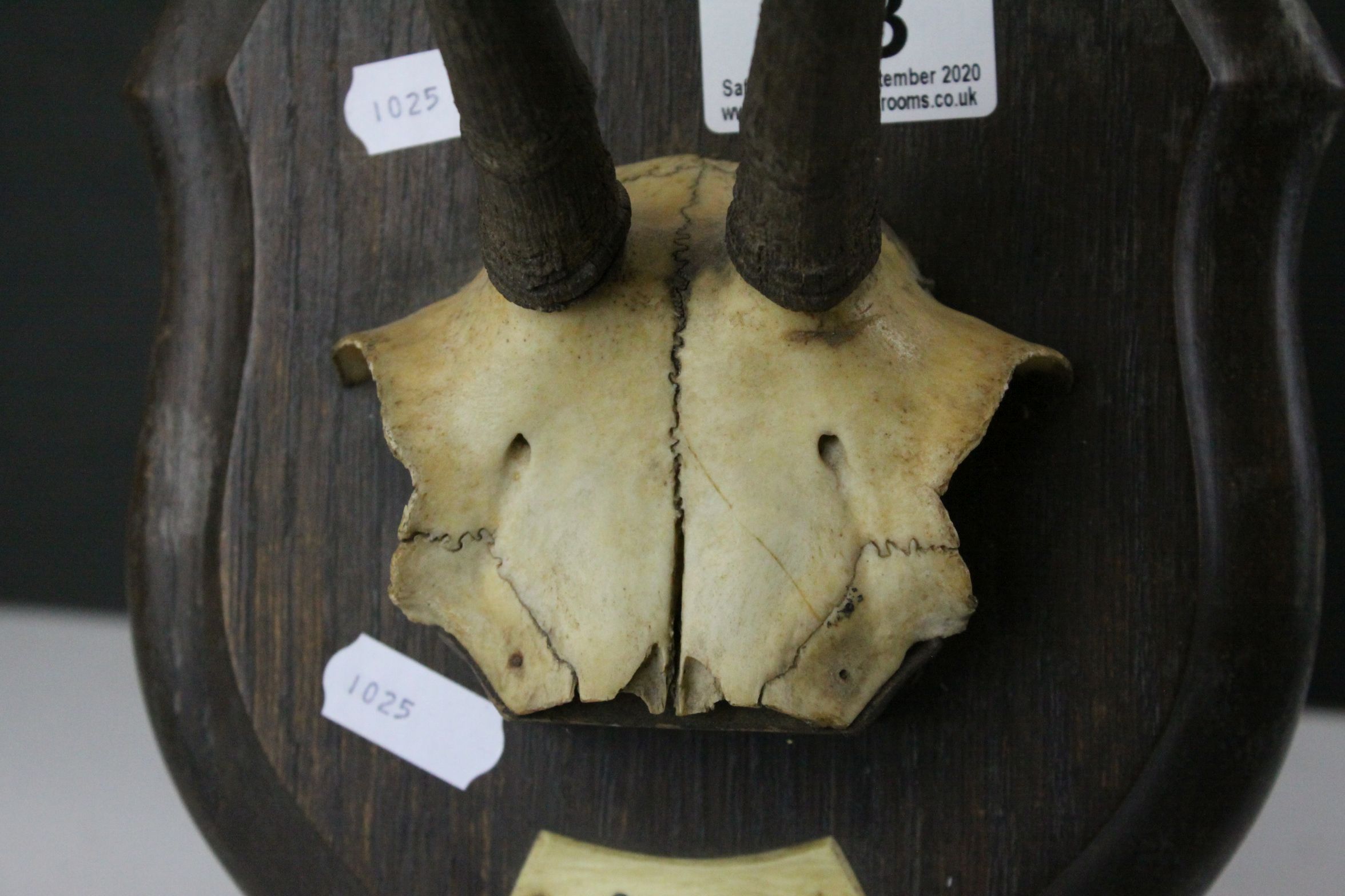 Alpine Chamois Horns / Antlers on Cut Upper Skull mounted on a Shield Shaped Plinth with plaque ' - Image 3 of 9