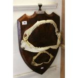 Two Fish / Piranha / Shark Jaws with Teeth mounted on a Wooden Shield, largest jaw 38cms wide