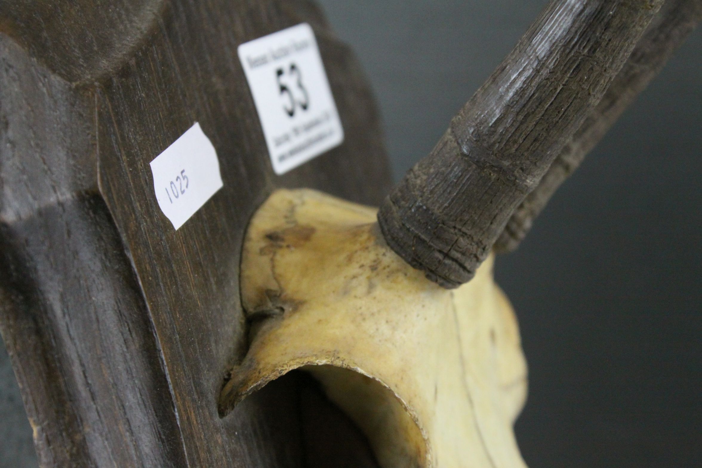 Alpine Chamois Horns / Antlers on Cut Upper Skull mounted on a Shield Shaped Plinth with plaque ' - Image 5 of 9