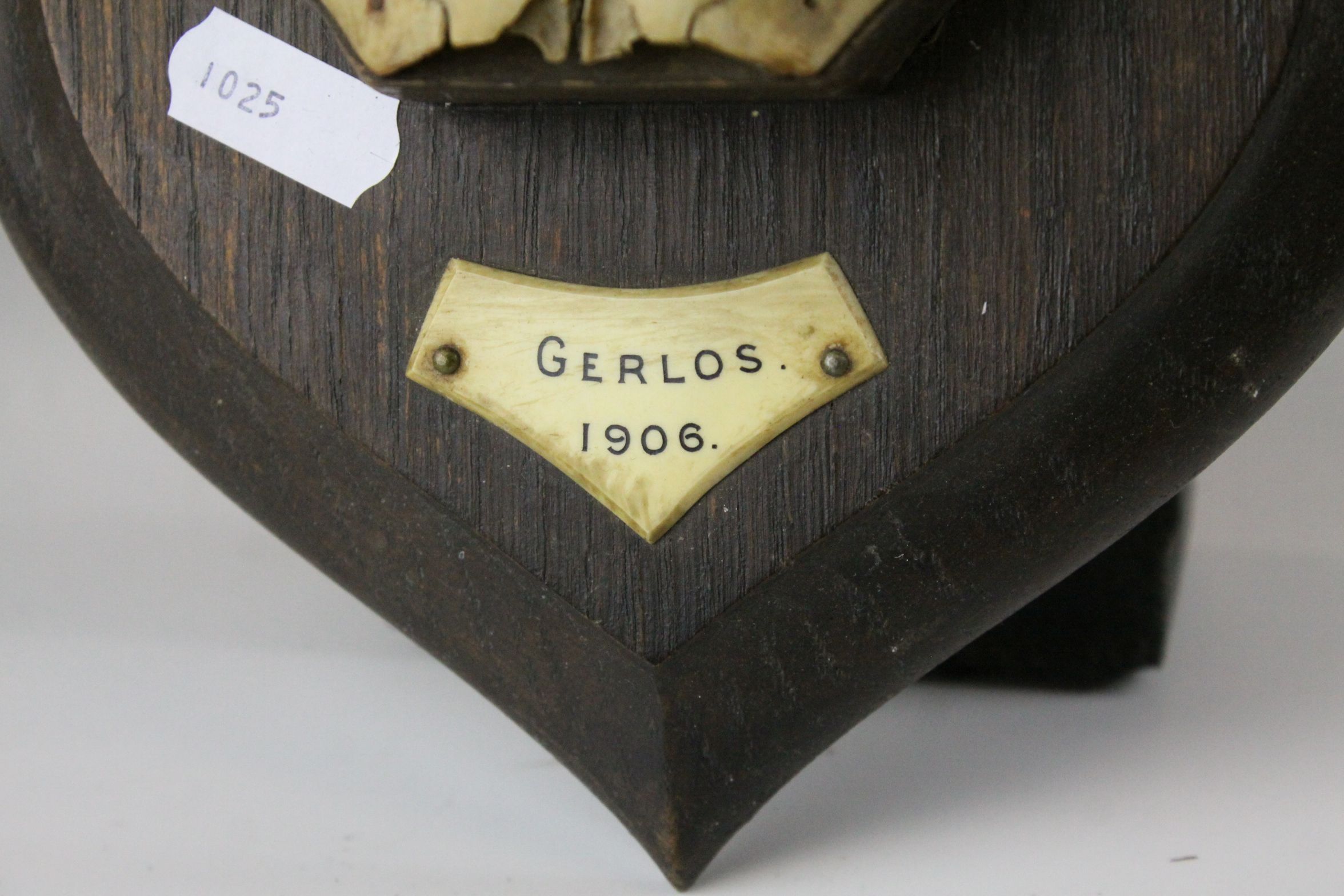 Alpine Chamois Horns / Antlers on Cut Upper Skull mounted on a Shield Shaped Plinth with plaque ' - Image 2 of 9