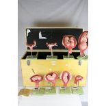Somso - Set of Eight 20th century Retro Anatomical Educational Teaching Models showing Embryo