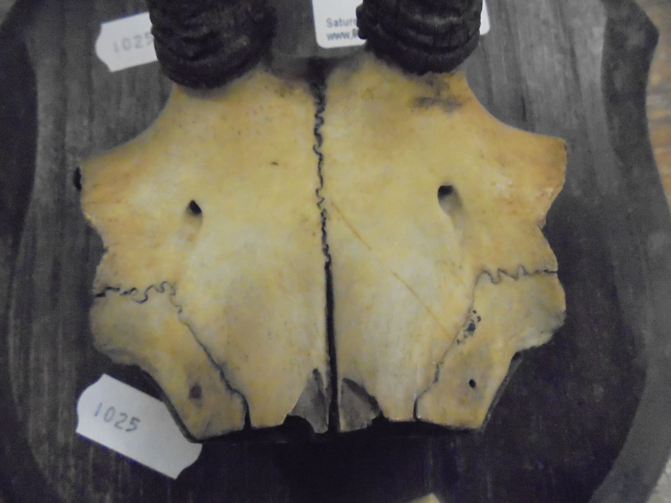 Alpine Chamois Horns / Antlers on Cut Upper Skull mounted on a Shield Shaped Plinth with plaque ' - Image 7 of 9