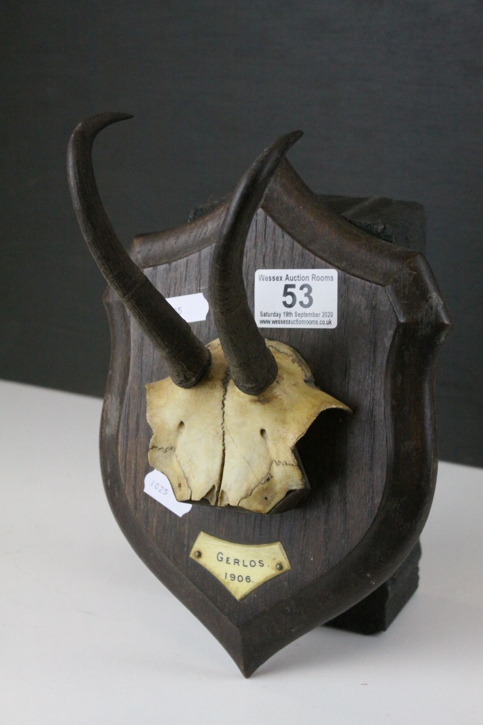 Alpine Chamois Horns / Antlers on Cut Upper Skull mounted on a Shield Shaped Plinth with plaque '