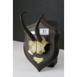 Alpine Chamois Horns / Antlers on Cut Upper Skull mounted on a Shield Shaped Plinth with plaque '