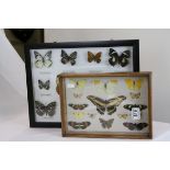 Two framed sets of various butterflies.