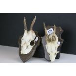 Two shield mounted deer skulls with antlers possibly Roe deer.
