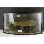J Cooper & Sons 19th century Taxidermy Grayling in a naturalistic setting contained within a bowed