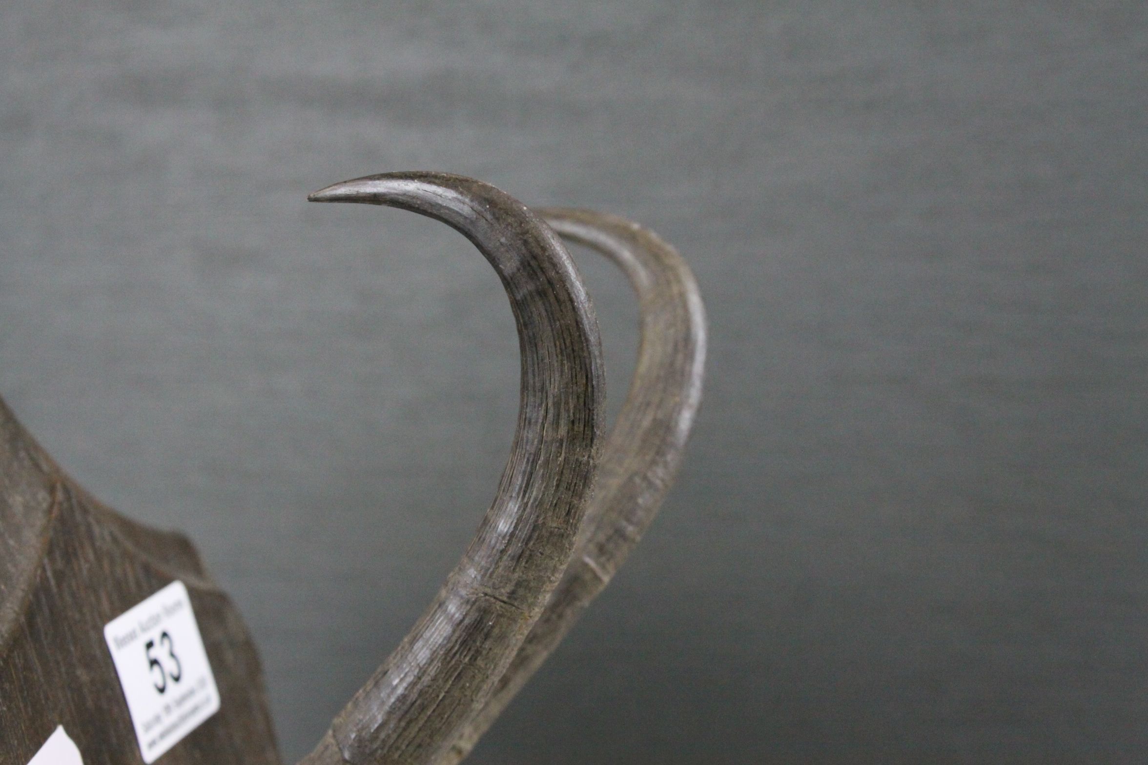 Alpine Chamois Horns / Antlers on Cut Upper Skull mounted on a Shield Shaped Plinth with plaque ' - Image 4 of 9