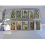 Cigarette Cards - album of complete sets including Wills Life in the hedgerow, Player Birds