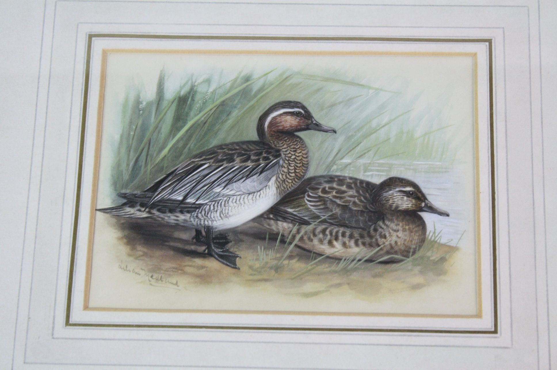 Lilian Medland (1880-1955) Garganey Ducks, male and female, Watercolour, Signed lower right, - Image 2 of 5