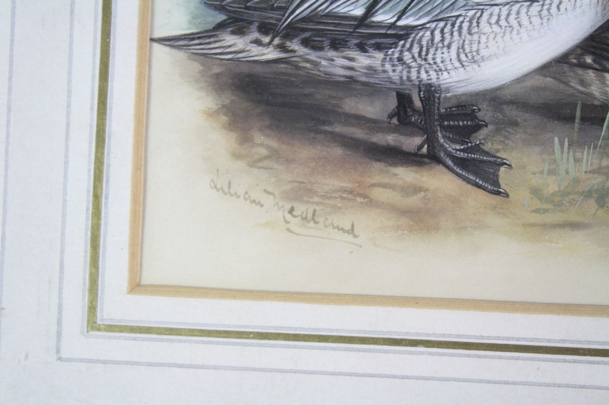 Lilian Medland (1880-1955) Garganey Ducks, male and female, Watercolour, Signed lower right, - Image 4 of 5