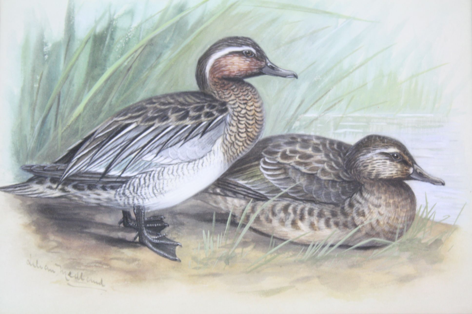 Lilian Medland (1880-1955) Garganey Ducks, male and female, Watercolour, Signed lower right, - Image 3 of 5