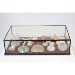 Display Case containing a collection of Sixteen Shells, 52cms wide x 14cms high