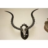 Impala Trophy Skull and Horns mounted on a shaped wooden plaque marked Kenya 1937, Approx. 70cms