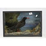 Taxidermy Chough in a Naturalistic Setting contained within a Glass Fronted Display Case, makers