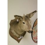 Taxidermy Deer Head on Wooden Shield Shaped Plinth